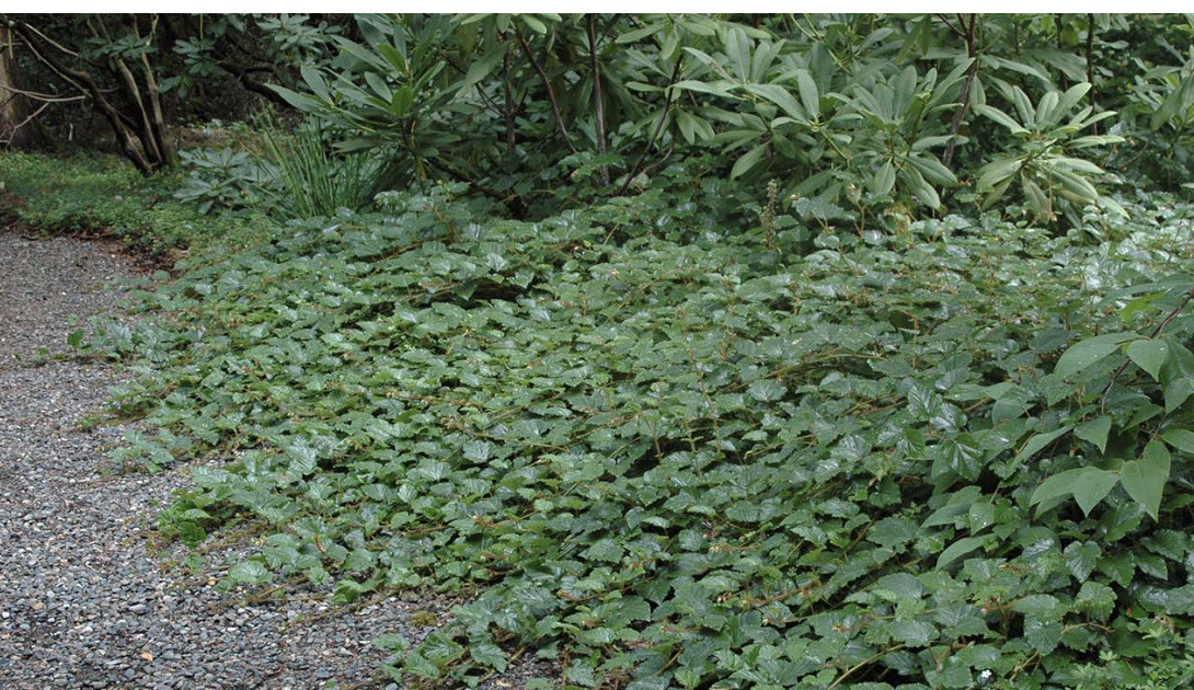 Chinese RUBUS -  One free with 12 plants