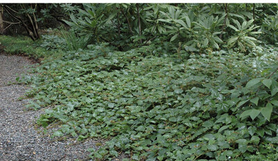 Chinese RUBUS -  One free with 12 plants