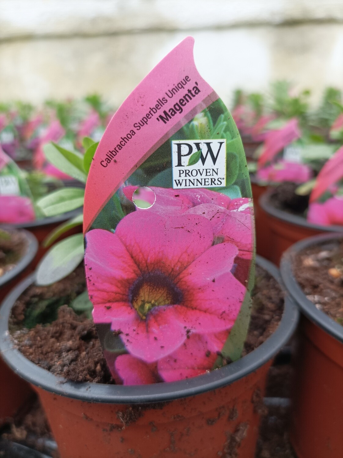 Million Bells Calibrachoa Superbells Unique Magenta