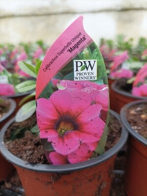 Calibrachoa Superbells Magenta