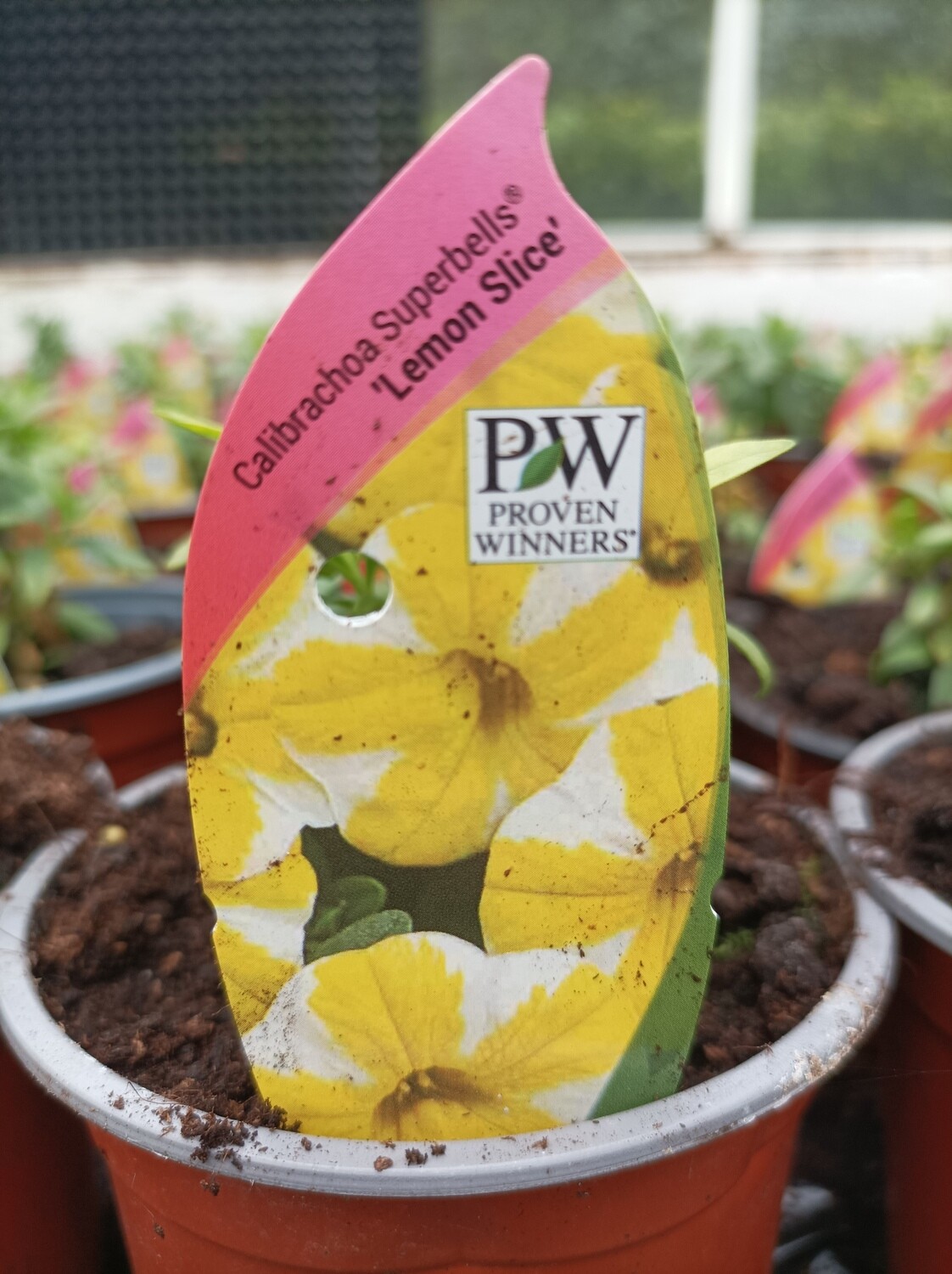 Million Bells Superbells Calibrachoa &#39;Lemon Slice&#39; non stop flowers in summer ..perfect In hanging baskets,pots and window boxes