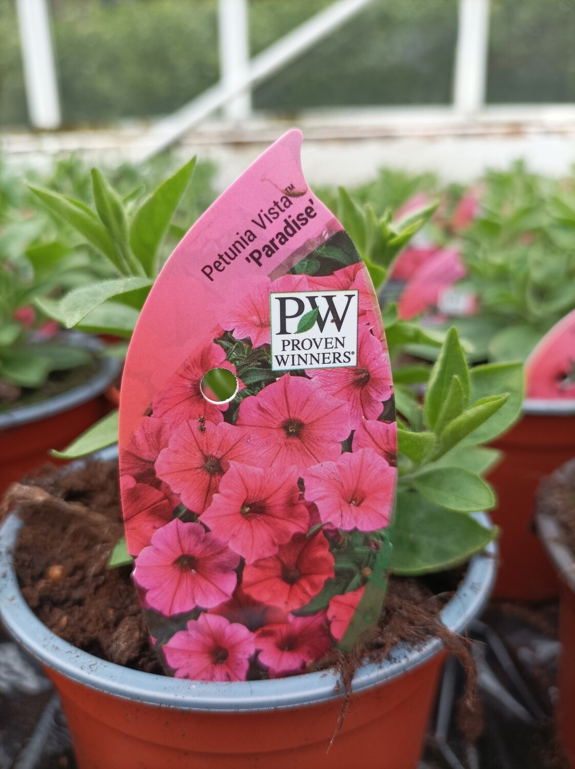 Petunia Vista Paradise