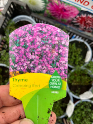 Creeping Red Thyme a carpet thyme that is smothered in red flowers and loved by bees and butterflies Lasts for years ...Extra Large Plants Loves spreading banks or spilling over walls