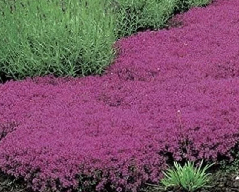 Creeping Red/Pink Thyme a carpet thyme that is smothered in deep pink flowers Loved by bees and butterflies . Lasts for years ... Loves spreading banks or spilling over walls and kerbs