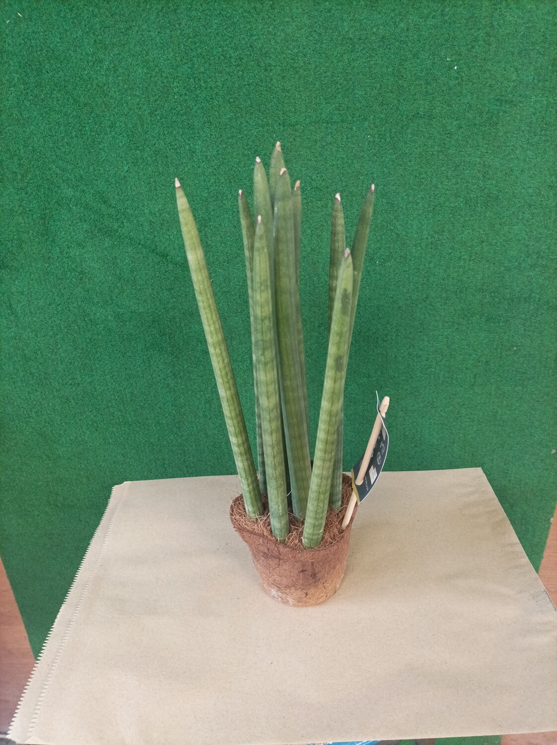 SANSEVERIA Sansevieria Spaghetti Large Filters the air, removing toxins