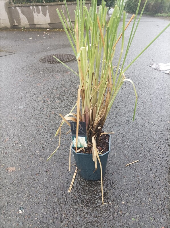 Cortaderia Selloana