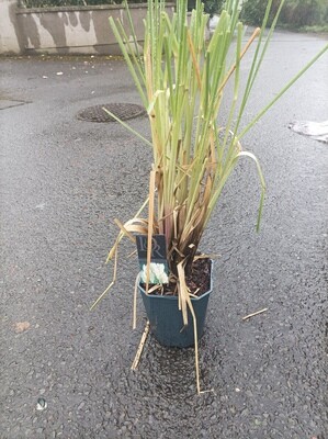 Cortaderia Selloana