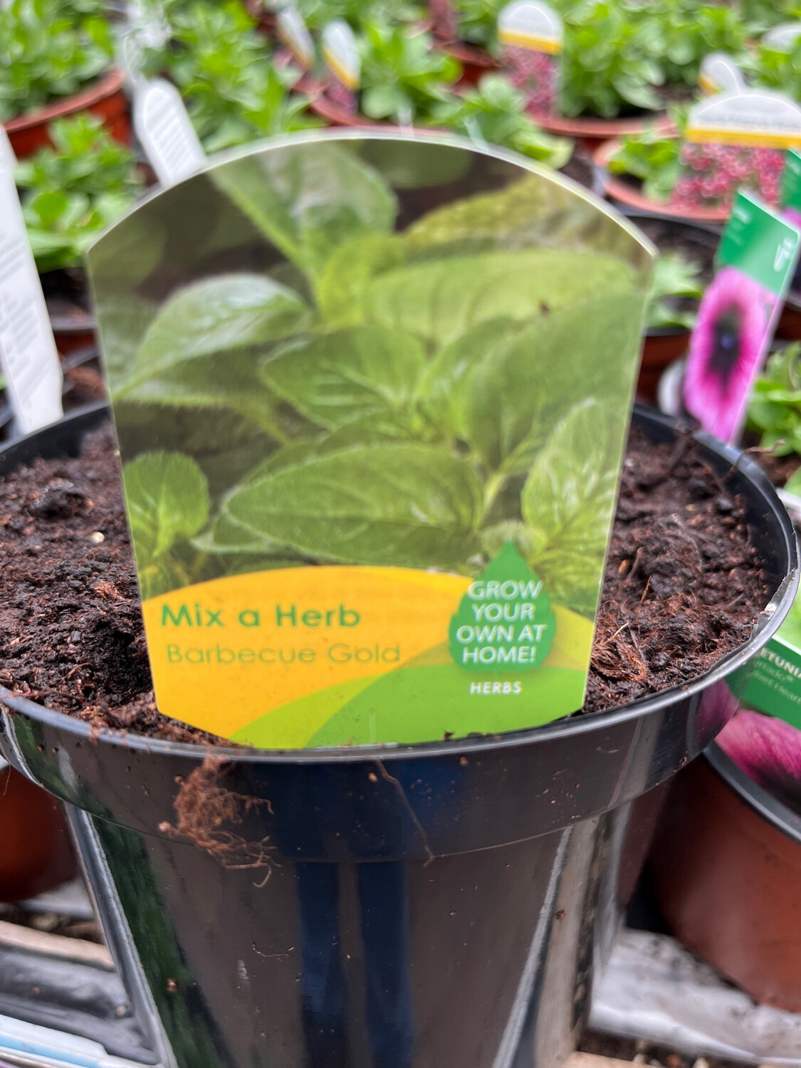 Lemon Mint