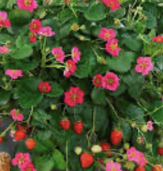 Strawberry Toscana ,pink flowers and heavy crops of delicious strawberries