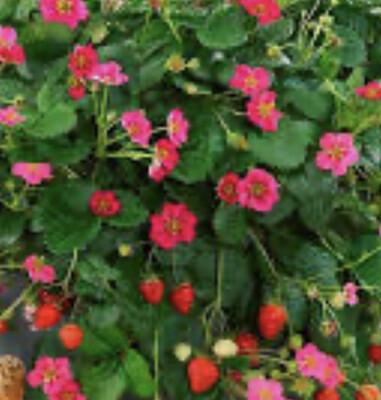 Strawberry Toscana ,pink flowers and heavy crops of delicious strawberries