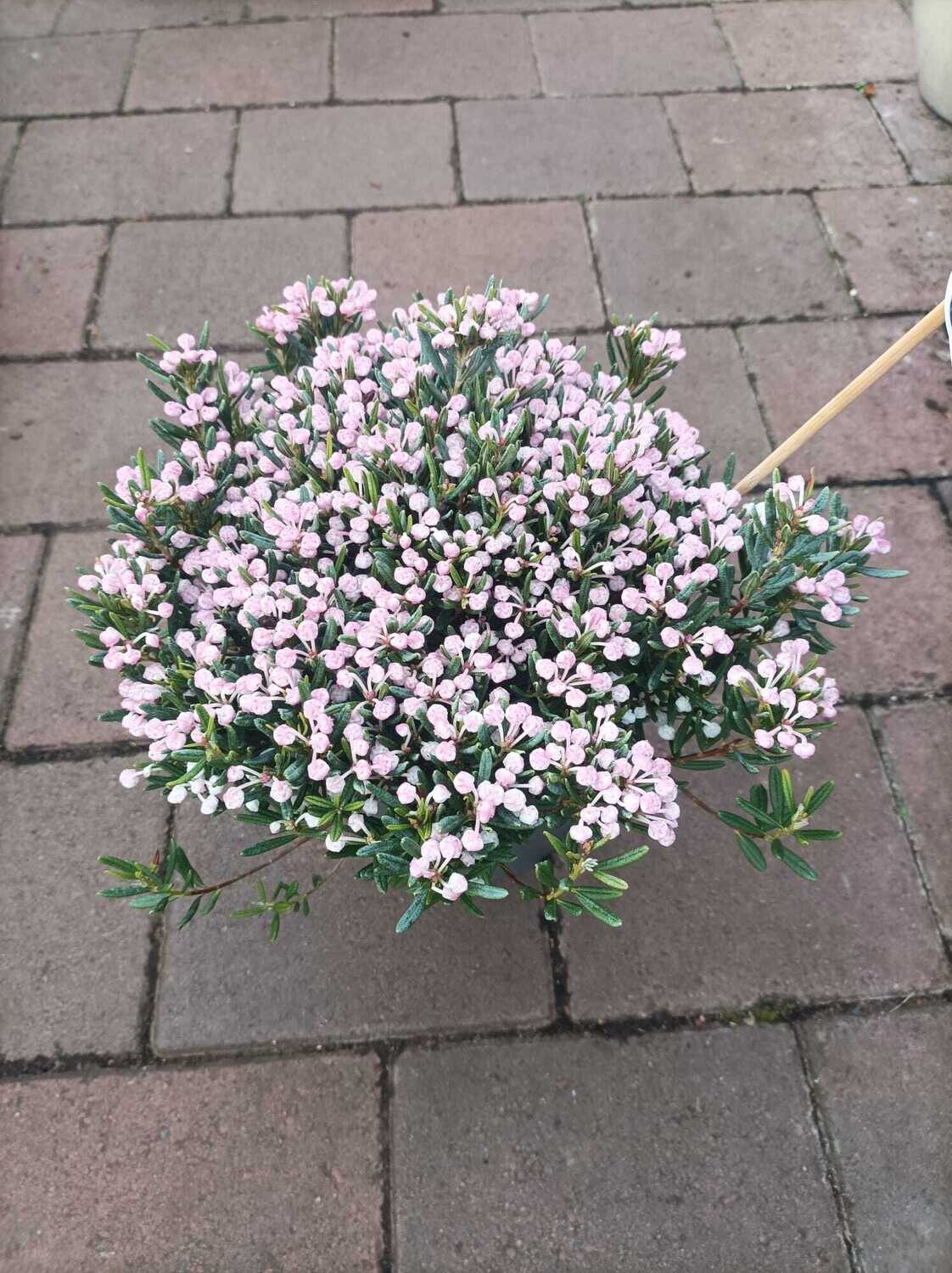 Andromeda &#39;Blue Ice&#39; Dwarf Evergreen Shrub ..pink mini bell like flowers over attractive blue /grey foliage Good in pots or beds .