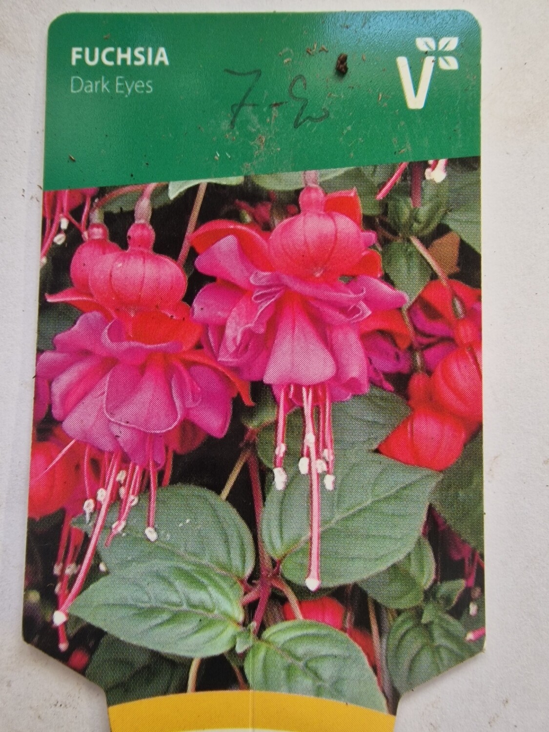 FUCHSIA DARK EYES Enormous flowers non stop from July Until October and saves for use year after year  DELIVER ALL IRELAND