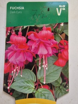 FUCHSIA DARK EYES Enormous flowers non stop from July Until October and saves for use year after year  DELIVER ALL IRELAND