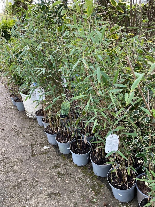 Bamboo ‘Pillar'