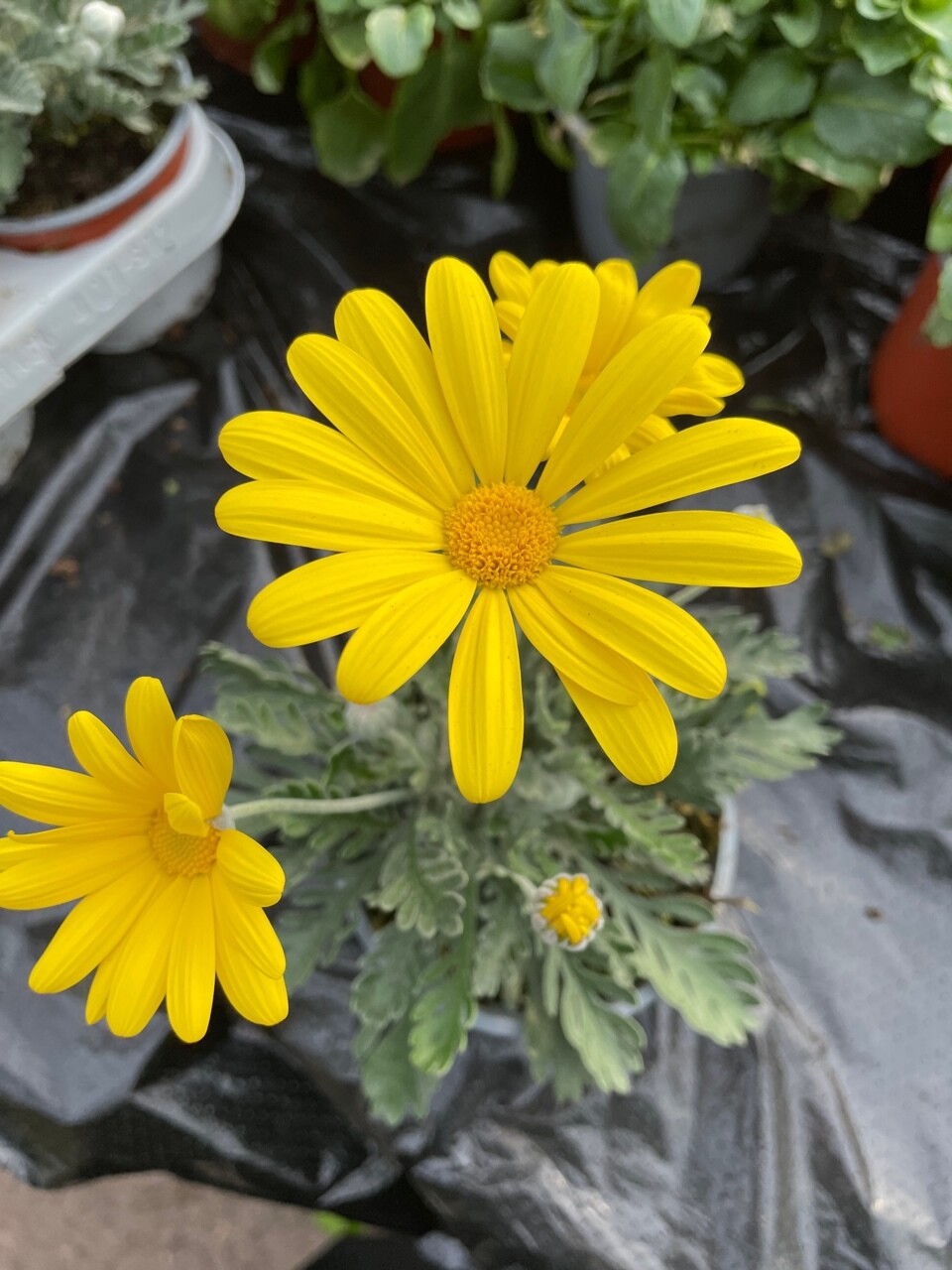 Euryops &#39;Silver Sunshine&#39;