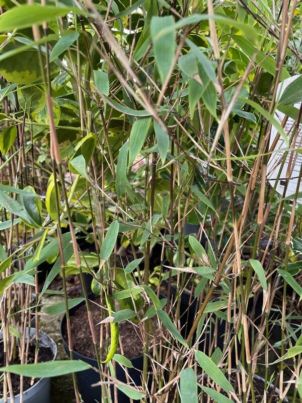 Bamboo ‘Pillar'
