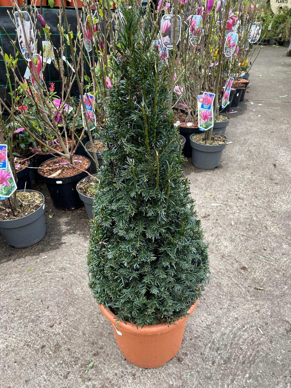 Yew Pyramid Small size