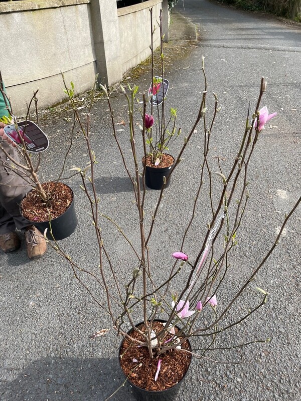 Magnolia 'George Henry Kern'
