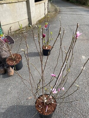 Magnolia 'George Henry Kern'