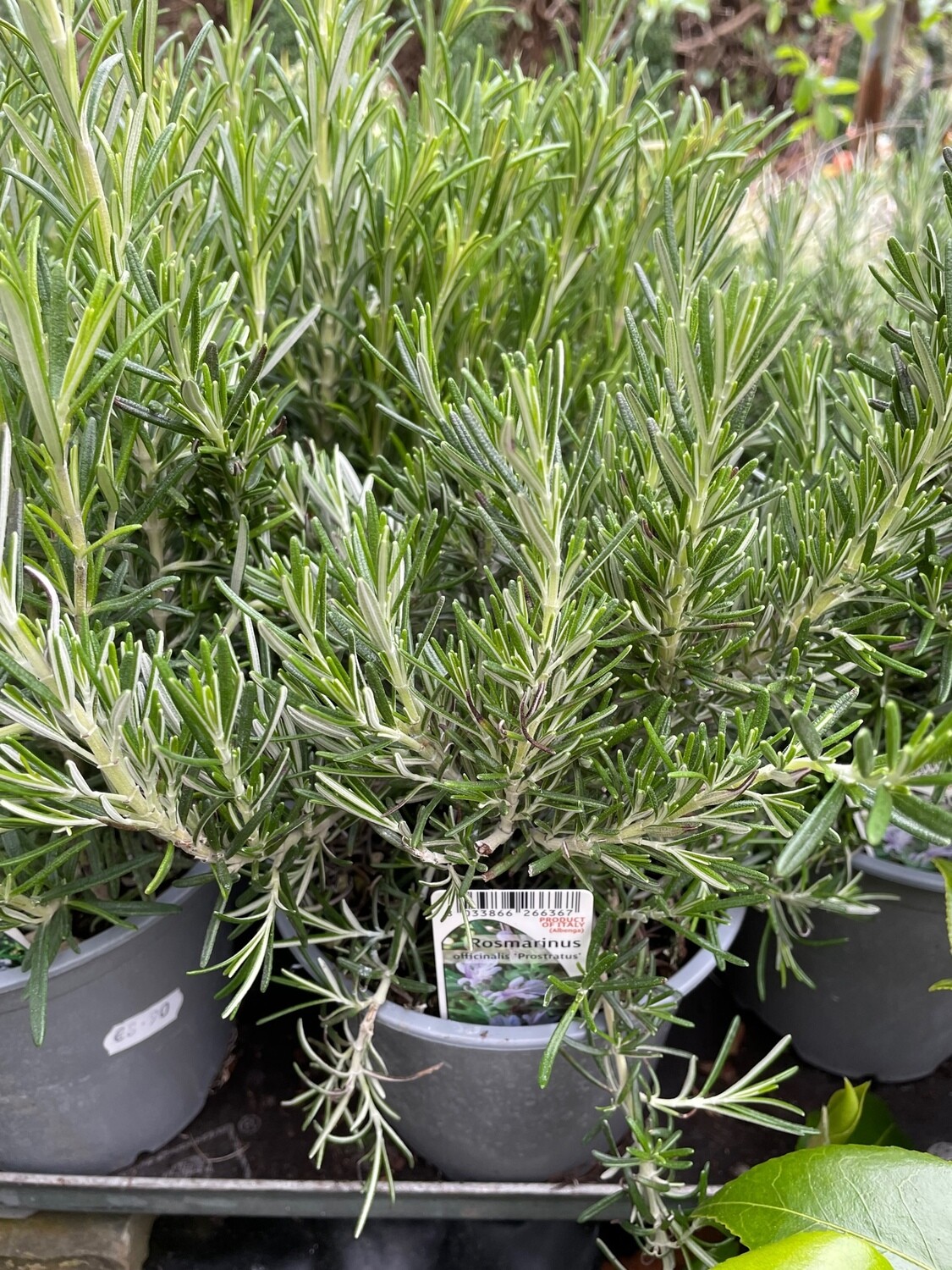 Rosemary 'Prostratus'