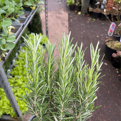 Compact Rosemary Deep Blue
