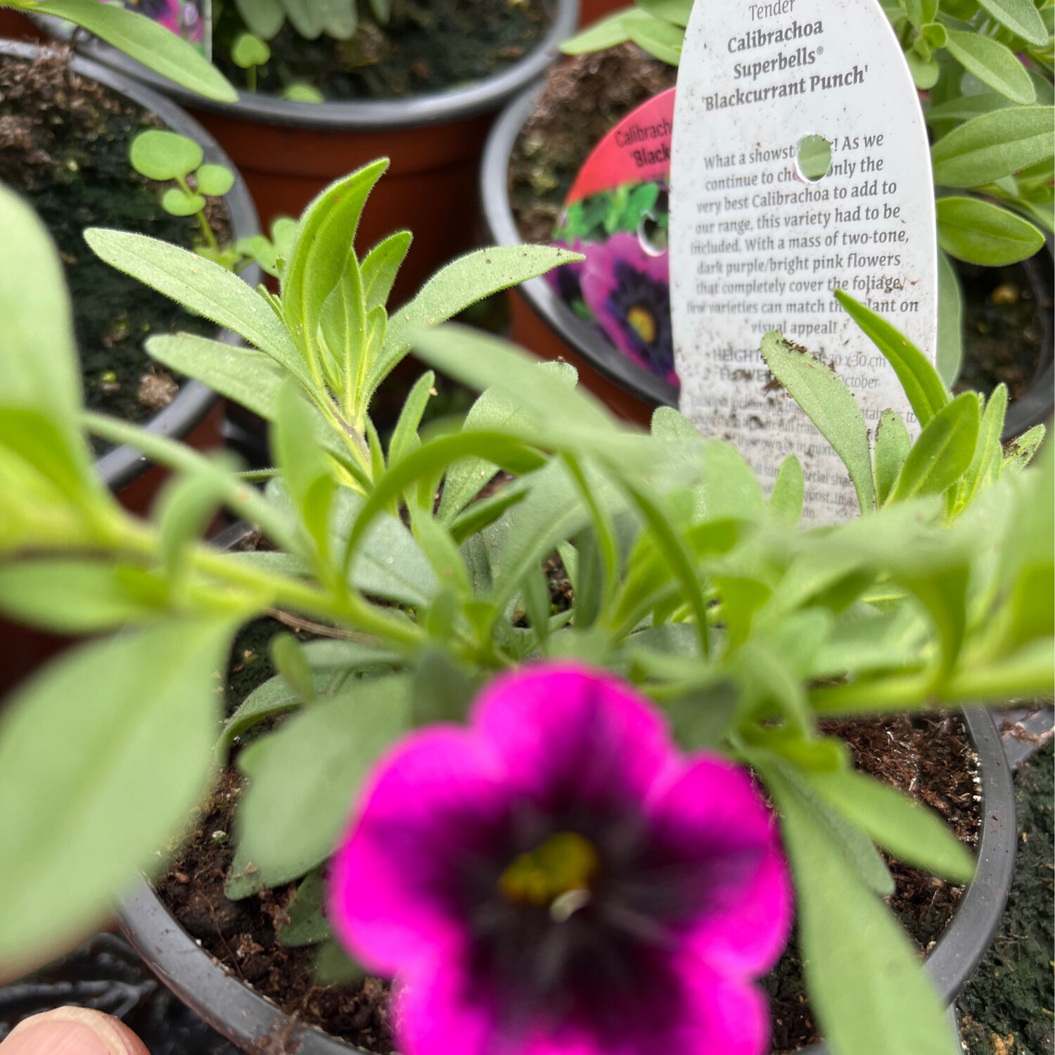 Million Bells Superbells &#39;Blackcurrant Punch&#39; non stop flowers until October Loves spilling out of baskets and pots .