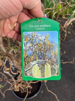 HARRY LAUDERS WALKING STICK Strong Potted Contorted Hazel “Crooked Hazel “ …CORKSCREW HAZEL leaves yellow autumn ,Catkins in spring Bushy Pot Grown Approximately 140cm