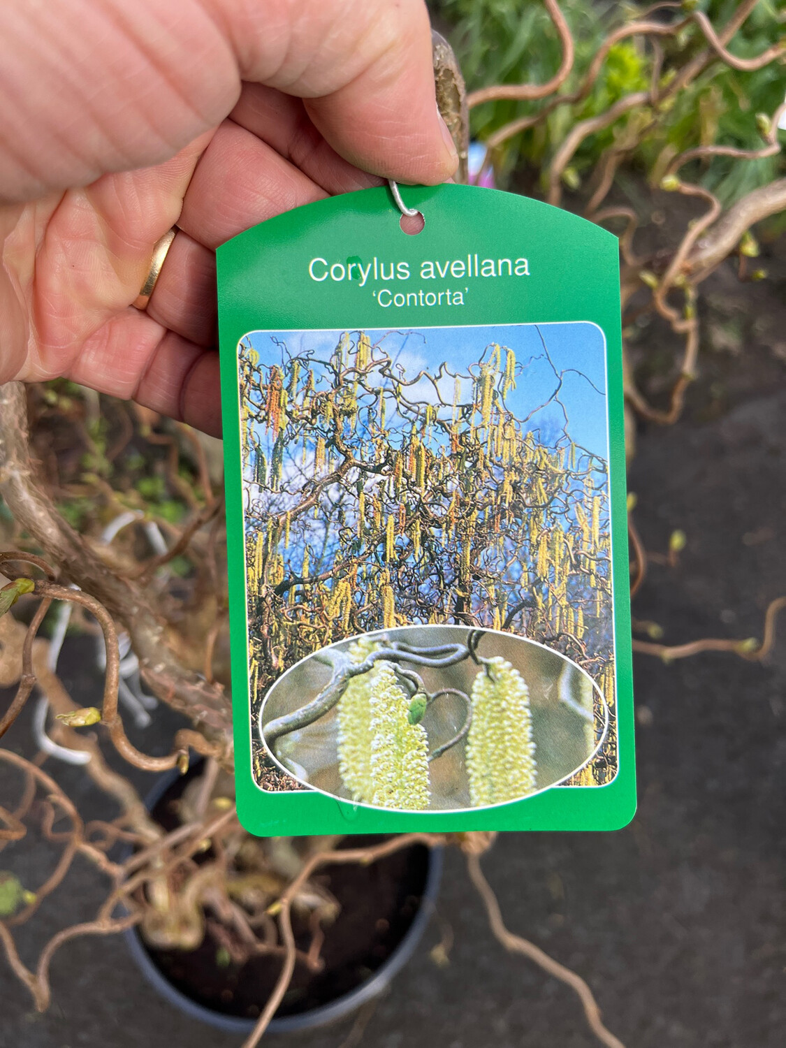 HARRY LAUDERS WALKING STICK Strong Potted Contorted Hazel “Crooked Hazel “ …CORKSCREW HAZEL leaves yellow autumn ,Catkins in spring Bushy Pot Grown Approximately 140cm