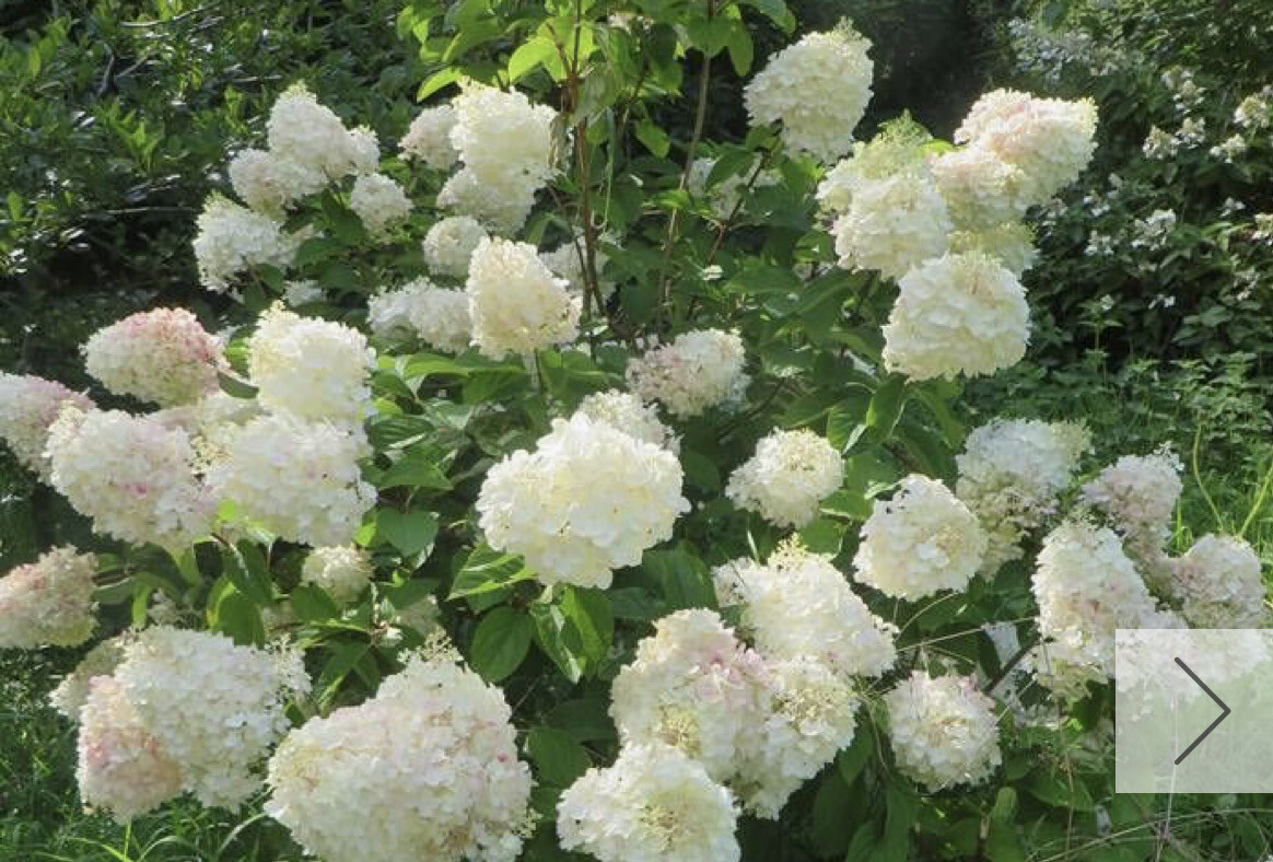 Hydrangea “Silver Dollar” Flowers from June Until October with large White flowers that turn Pink In Autumn