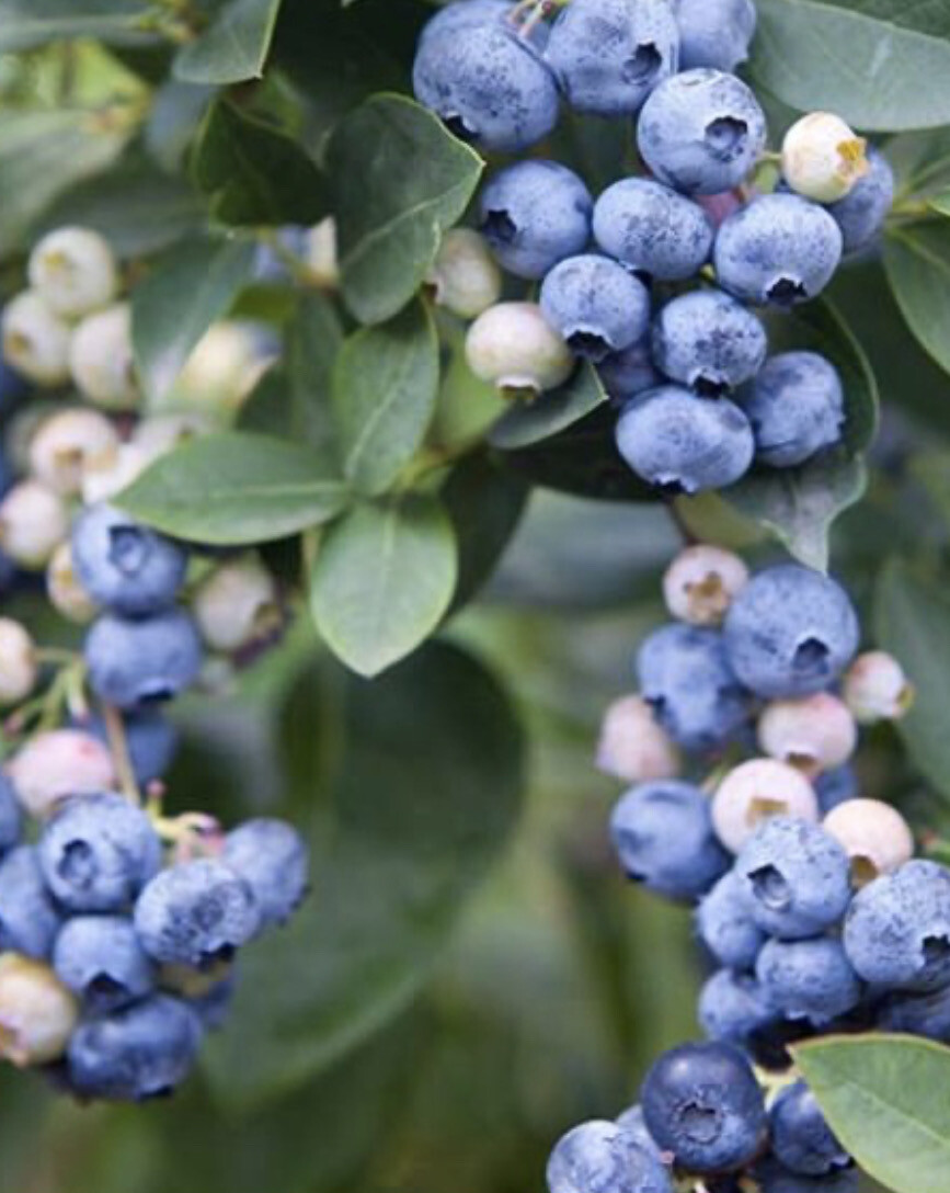 Blueberry Hort Blue Petite .Heavy crops of tasty berries And excellent autumn foliage. Good In Pots or beds EXTRA STRONG PLANTS