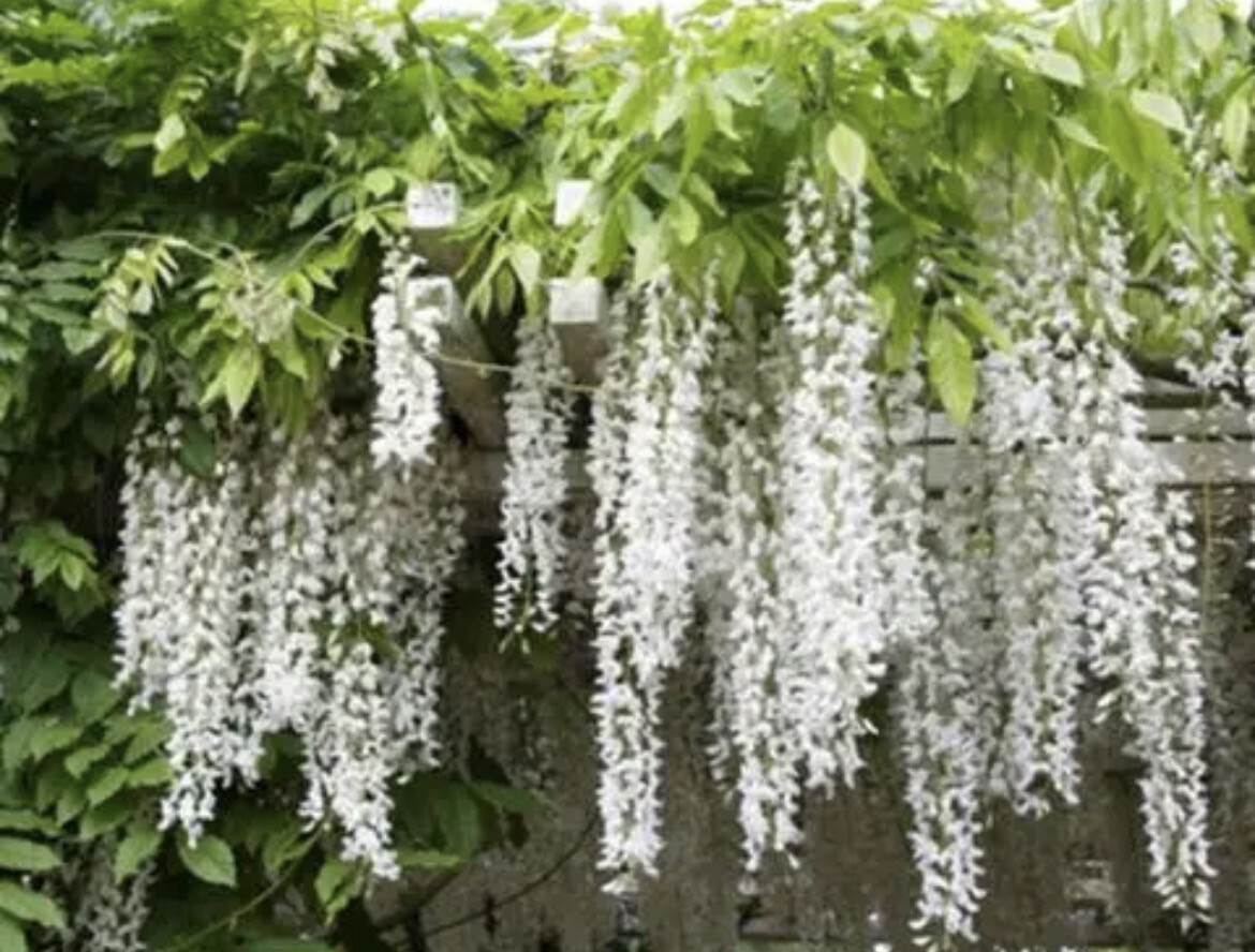 Wisteria floribunda  &#39;&#39;SHIRO NODA&#39;&#39;
(longissima Alba) ,White Wisteria a climber for wall fence or arch . Strong Plants 2 Mt Approx