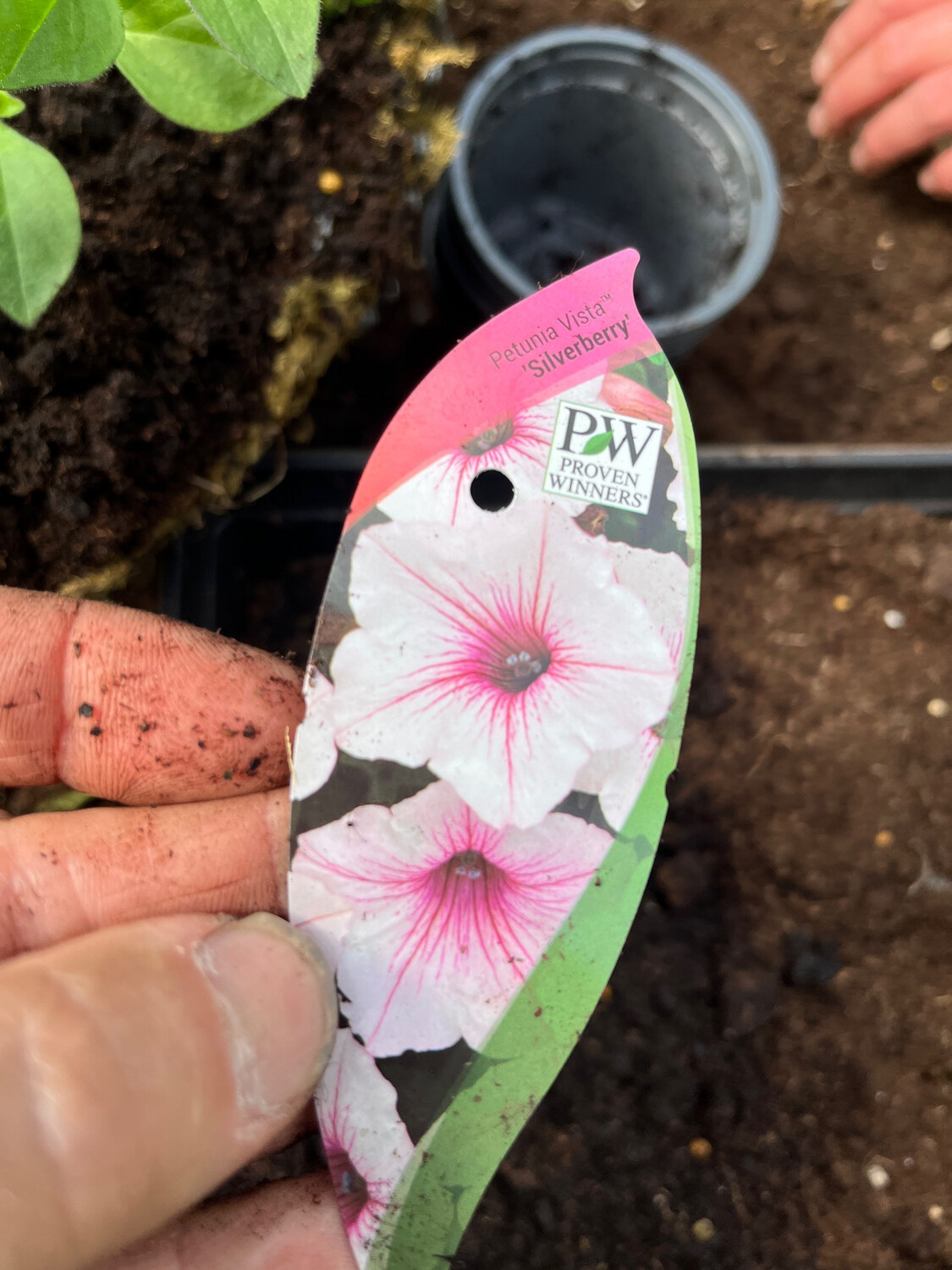Petunia Vista Silverberry Non stop flowers until October..for baskets pots etc
