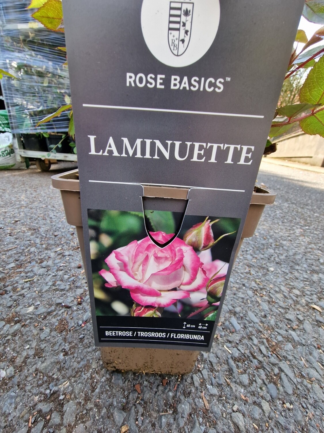 ROSE -''LAMINUETTE''