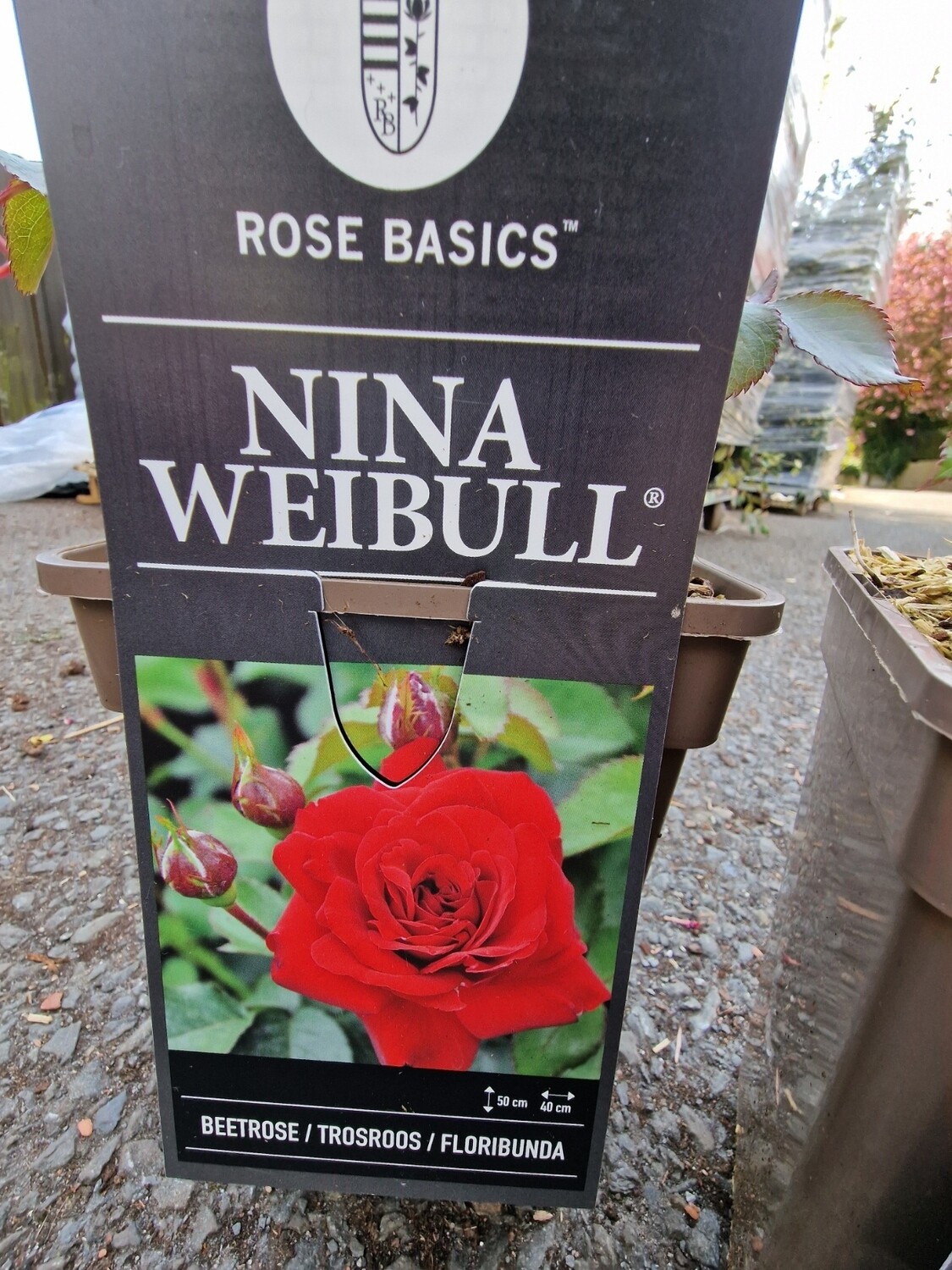 ROSE-''NINA-WEIBULL''