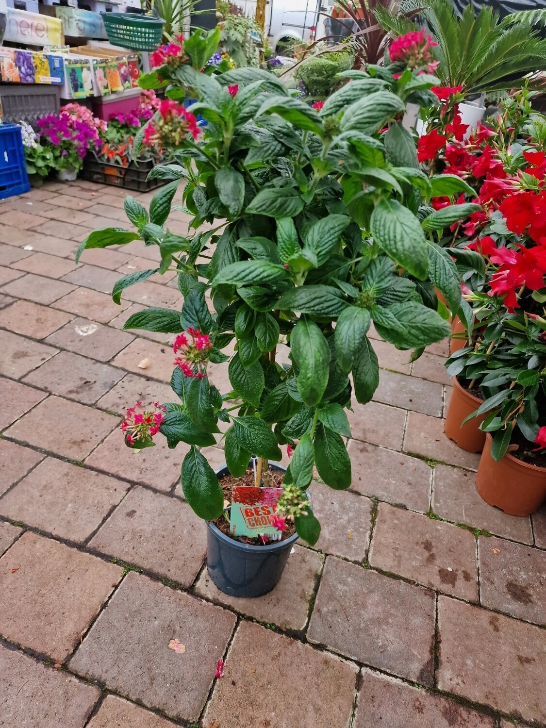 PENTAS - standart pink