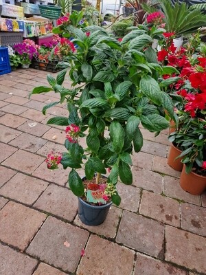 PENTAS - standart pink