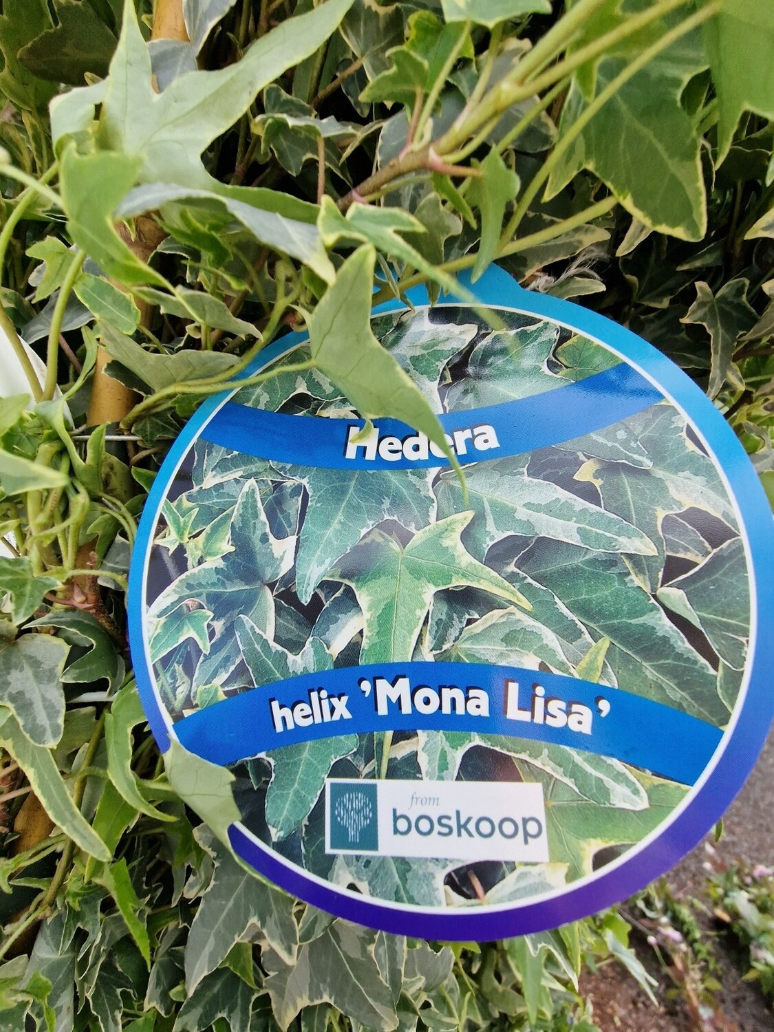 HEDRA- &#39;&#39;MONA LISA&#39;&#39;