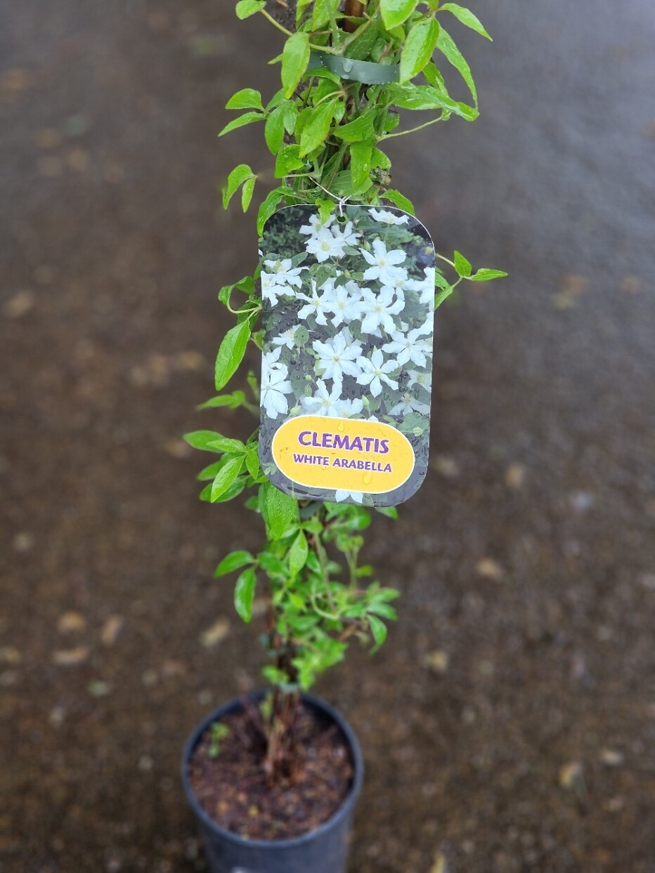 Clematis &#39;&#39;WHITE ARABELLA&#39;&#39;
