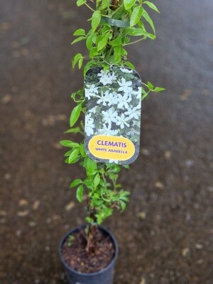 Clematis &#39;&#39;WHITE ARABELLA&#39;&#39;