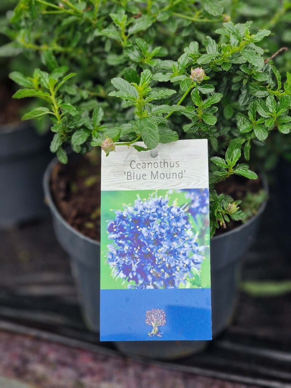 Ceanothus REPENS 'Blue Mound' Spreading Californian Lilac hardy