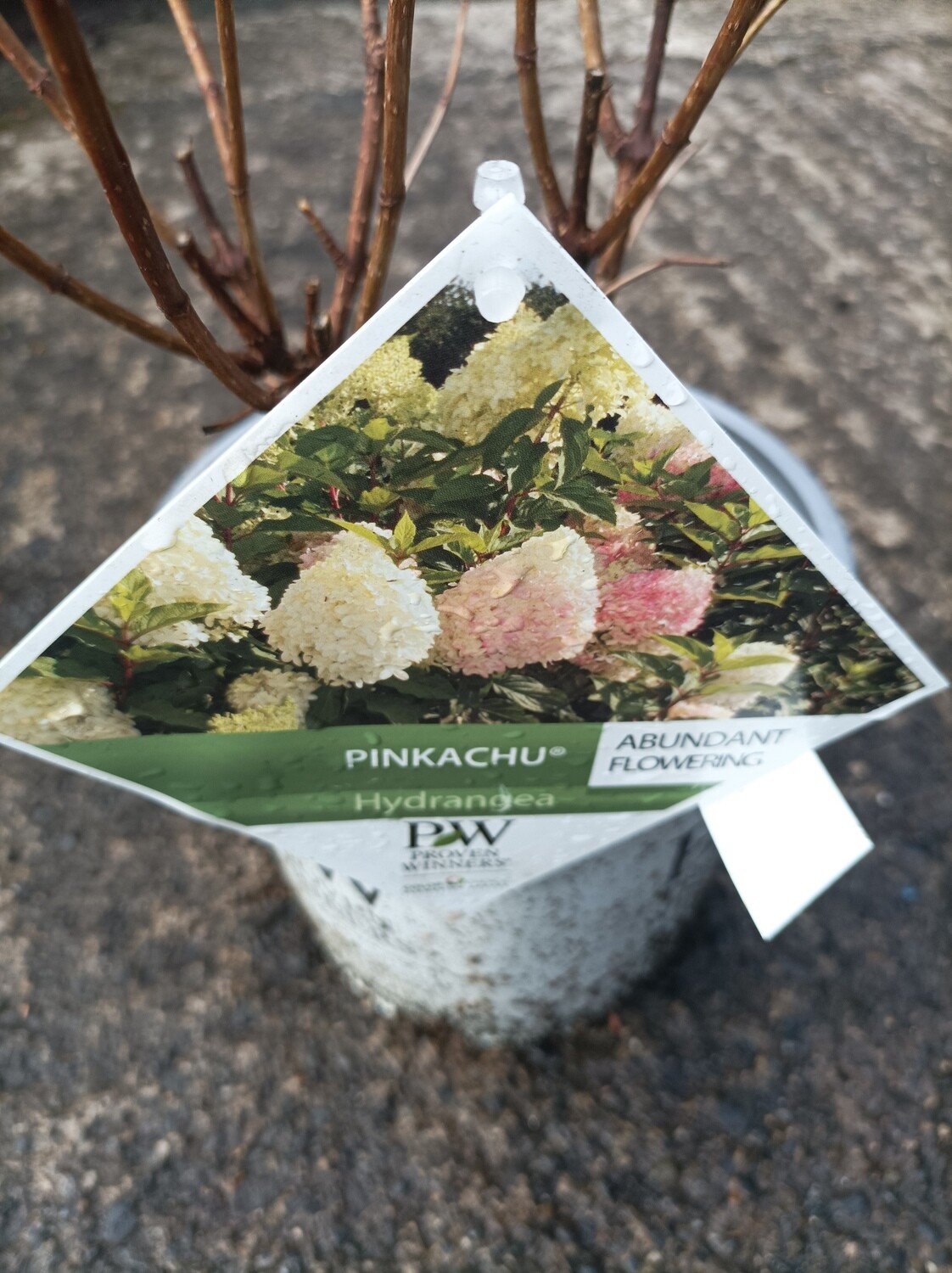 Hydrangea Pinkachu Dwarf Hydrangea Flowers Non Stop From June Until October .Flowers large cone shaped pink and white .