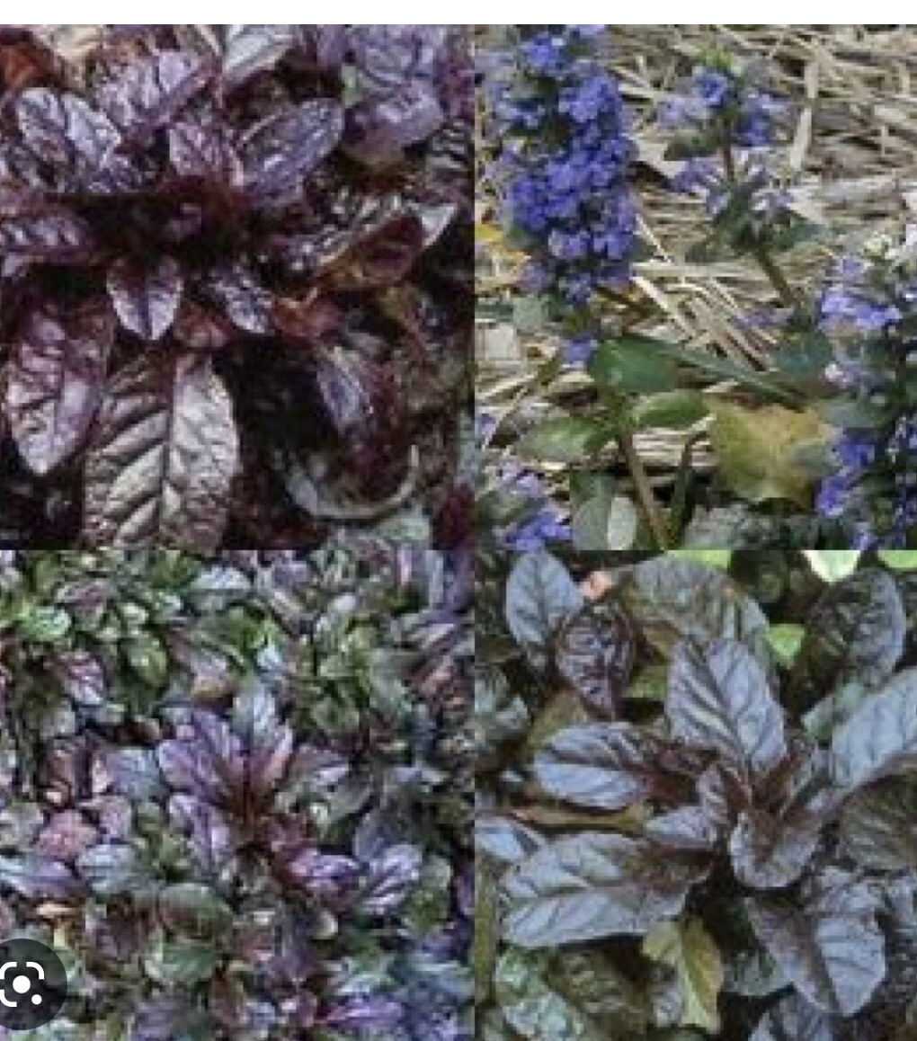 Purple Bugle is a carpet plant with dark foliage and purple flowers Winter hardy and lasts forever