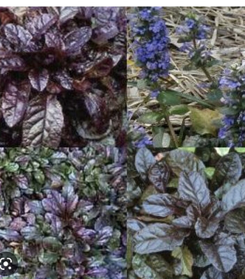 Purple Bugle is a carpet plant with dark foliage and purple flowers Winter hardy and lasts forever