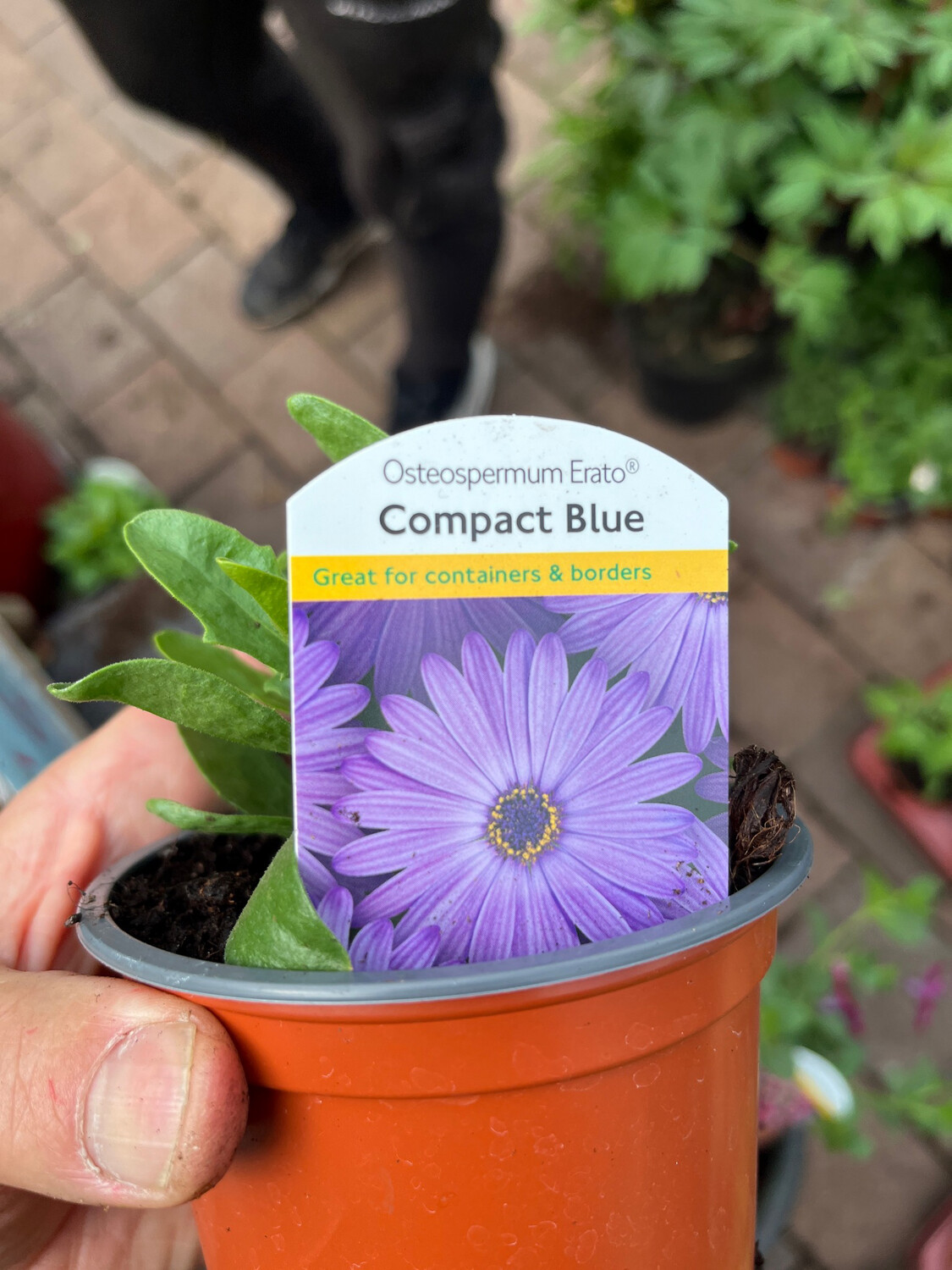 African Daisy ,Erato Compact Blue ,flowers Non stop until October
