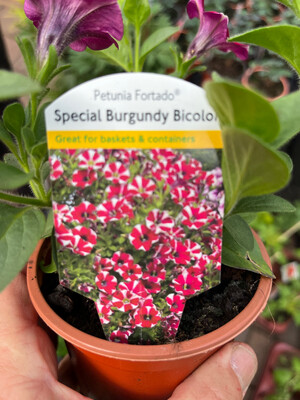 Petunia Fortado “Burgundy Bicolor “ for baskets and pots flower non stop until October