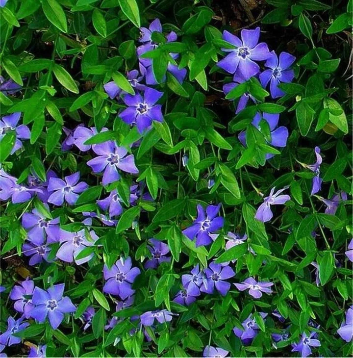 Blue Periwinkle Vinca Minor Atropurpureum,fast growing carpet plant for banks and beds ..months of blue to purple flowers over evergreen foliage Plant 60-90 Cm Apart