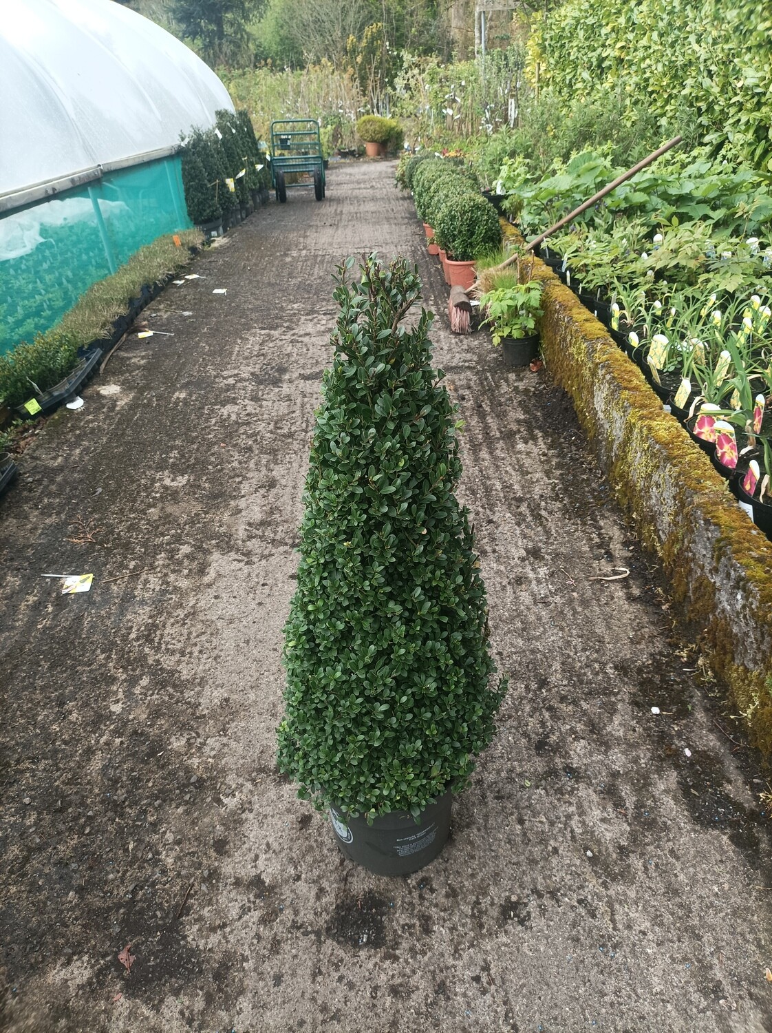 Holly Box Pyramid