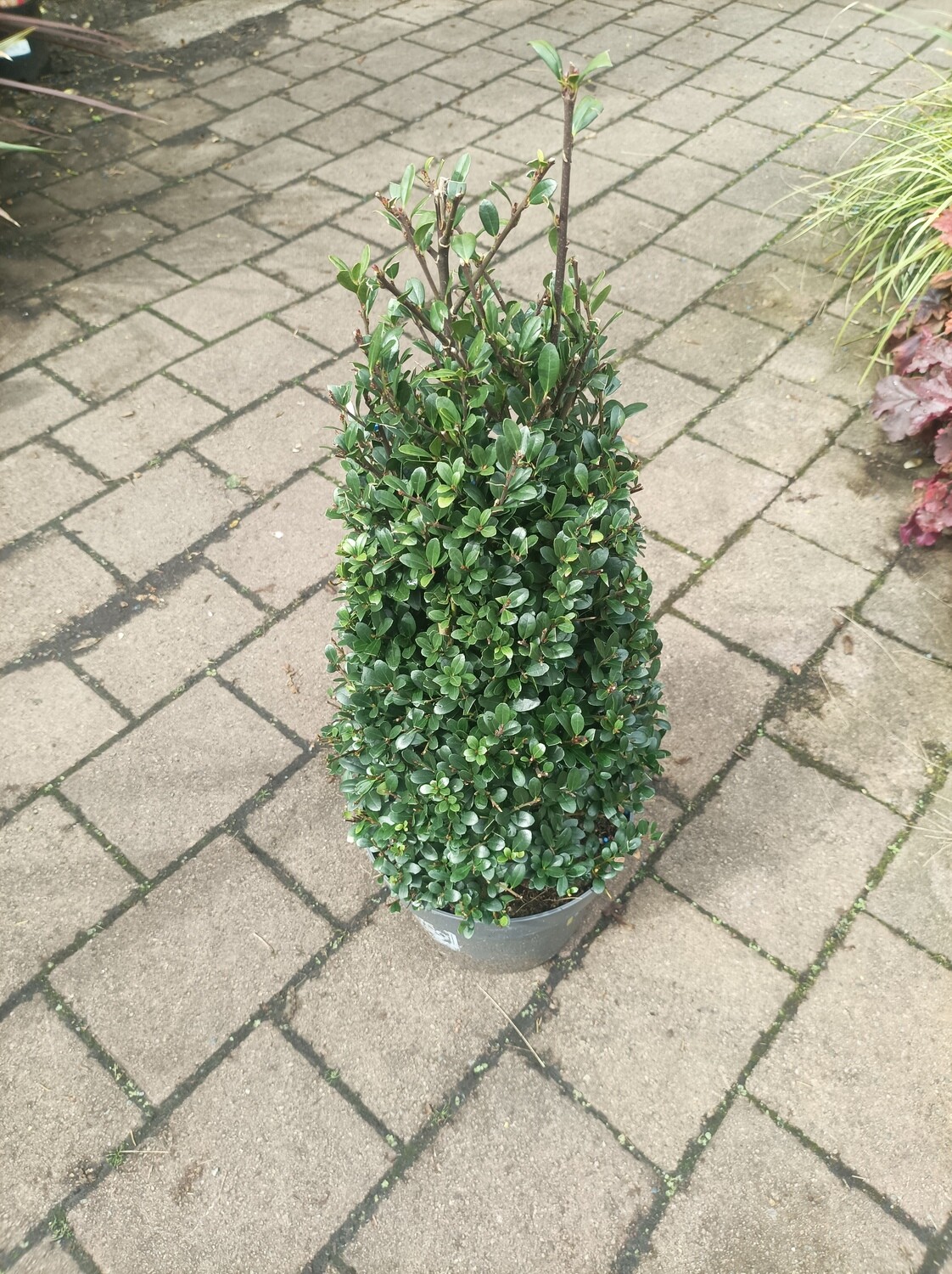 Holly Box Pyramid