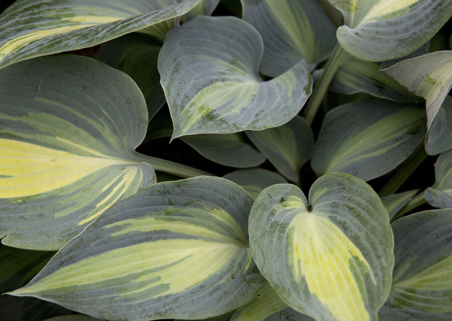 Hosta Forbidden Fruit ,for pots or beds