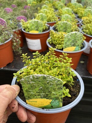 THYME ARCHERS GOLD